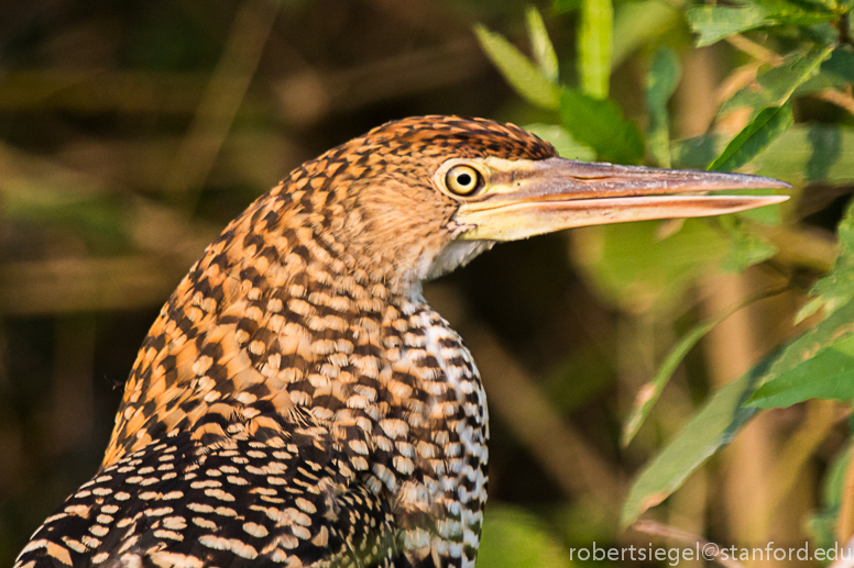 tiger heron